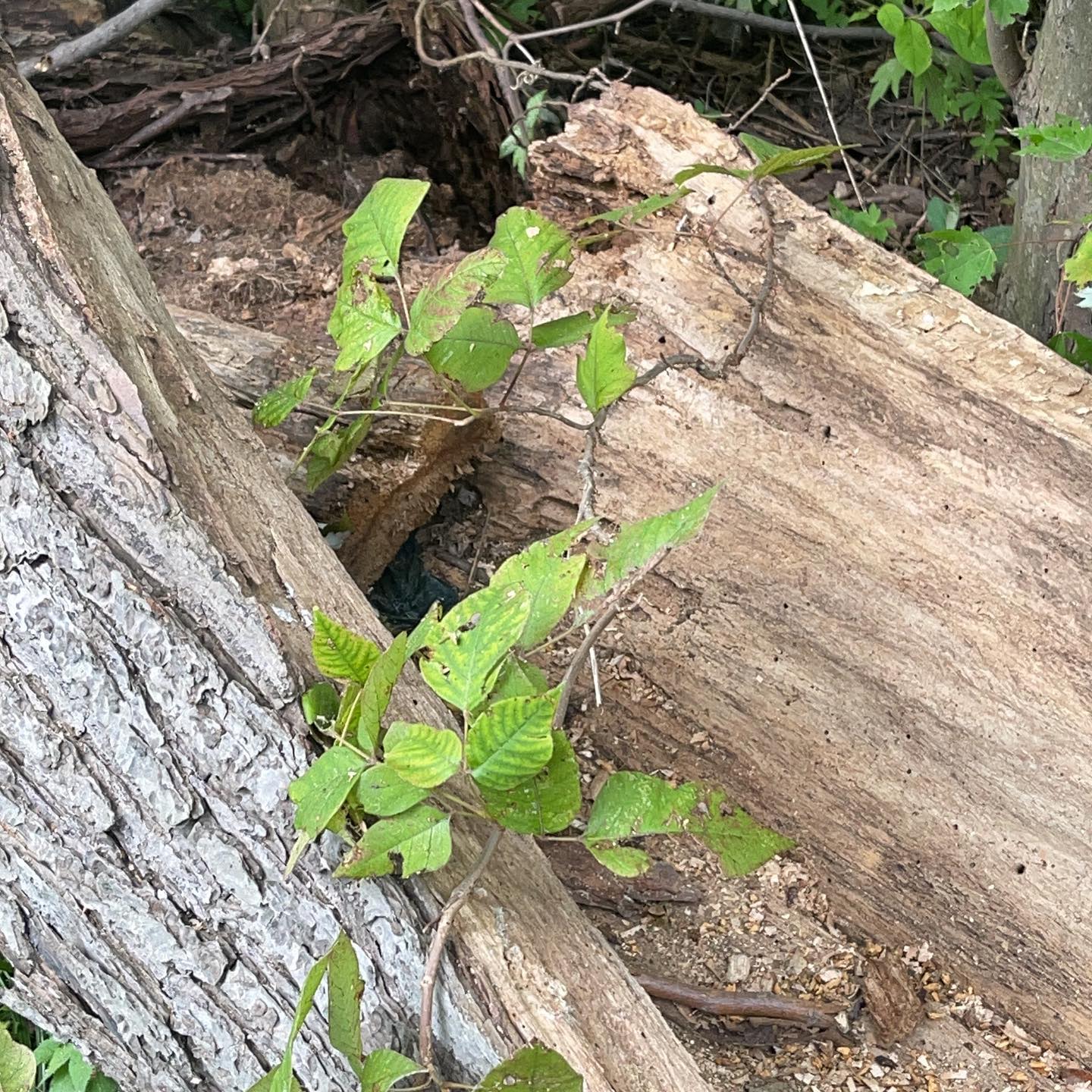 That’s an interesting broken tree oh look at the poison Ivy!