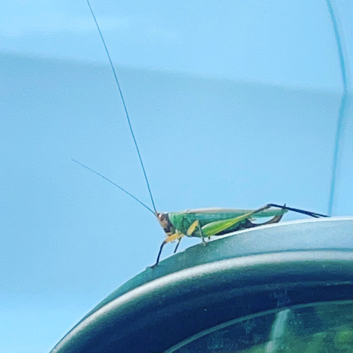 black-legged meadow katydid / Orchelimum nigripes