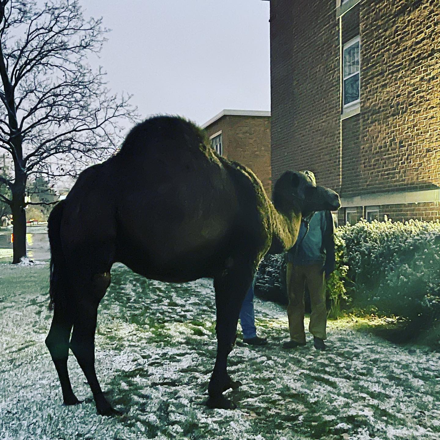 Our living nativity has a camel.