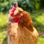 close up of a hen